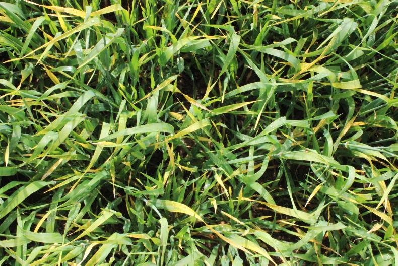 Tillage management: BYDV disease