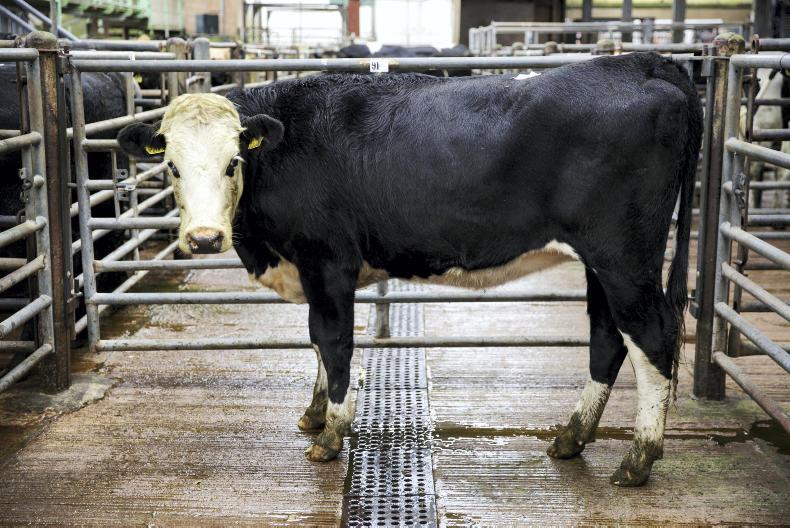 Sire Unknown –‘As big a difference within the breed as between the breeds’