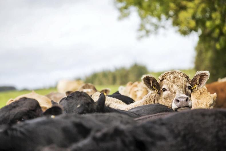 Map: what county has the most fertile beef cows?