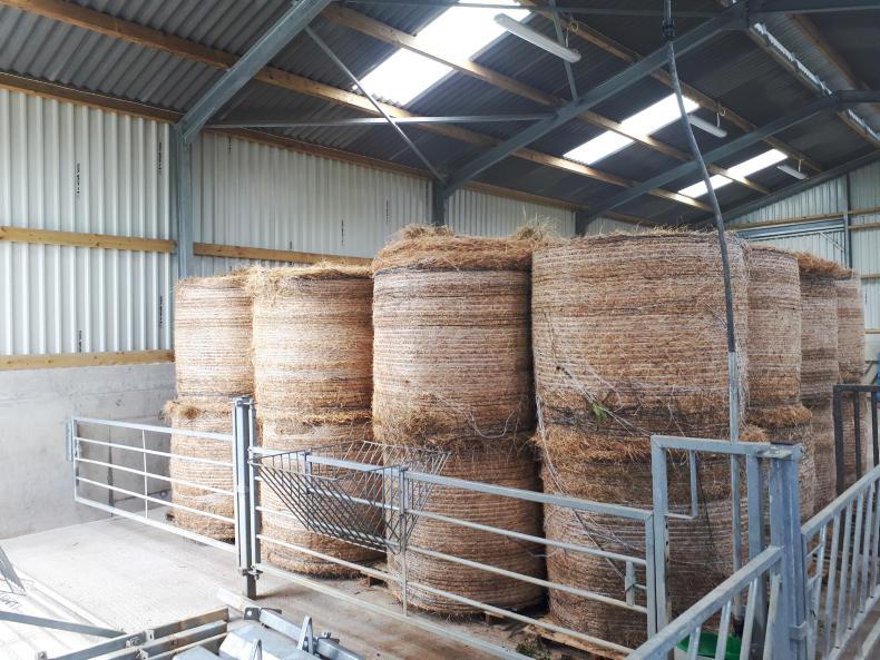 Bedding options for dry dairy cows Premium