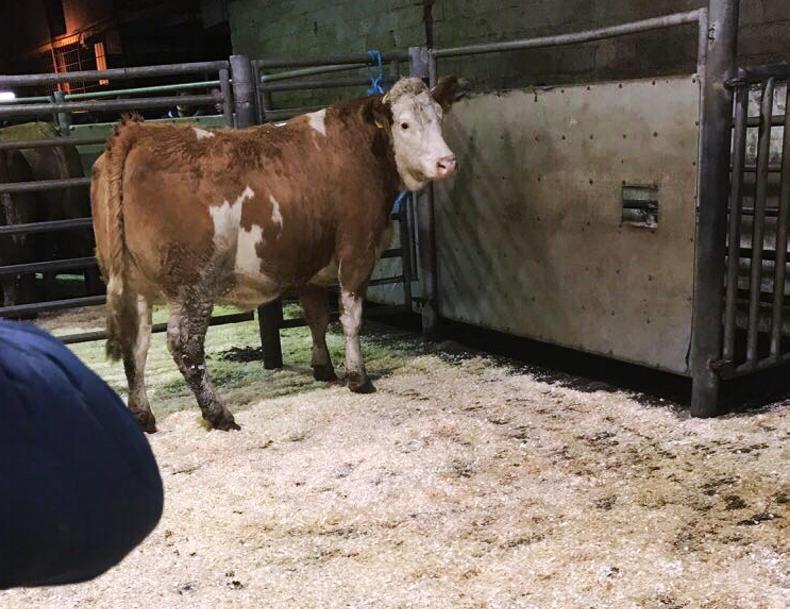 Mart prices: Northern Ireland buyers drive Dowra in-calf heifer sale