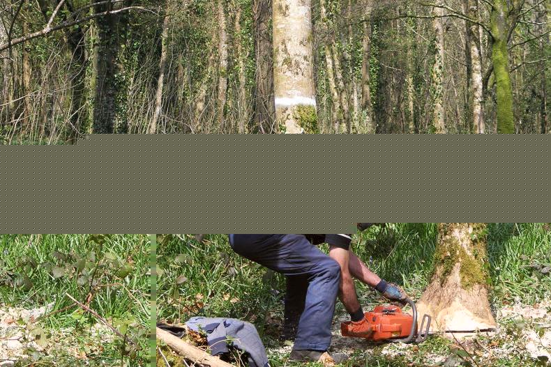 Dealing with ash forest die back