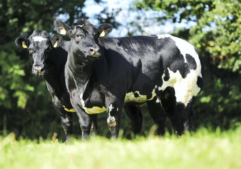 Charolais earns top price in Carrick