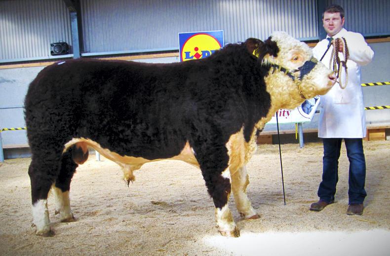 Strong demand at Hereford premier