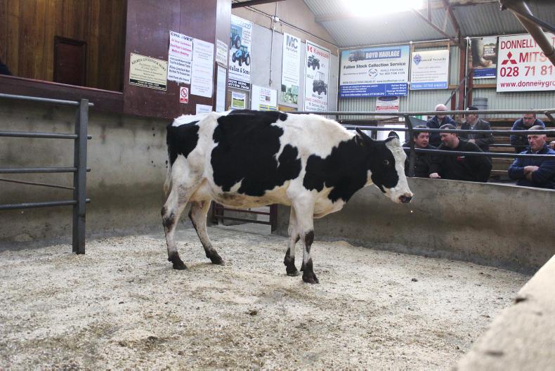 Holstein heifer sells to £2,520 at Kilrea Mart