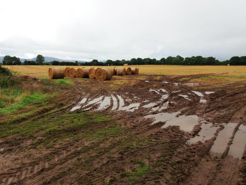 Take steps now to deal with potential fodder shortage