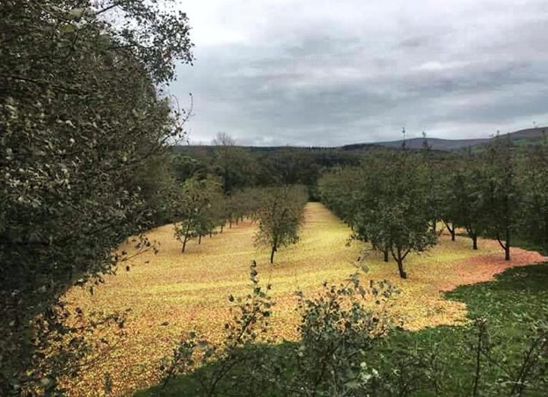 No cider shortage after Ophelia fells Bulmers apples
