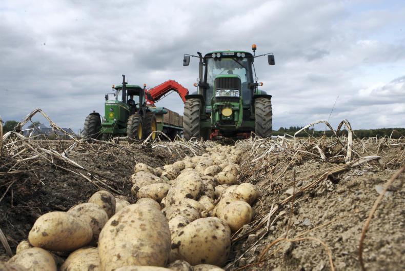 IFA potato market report Tuesday 24/10/2017
