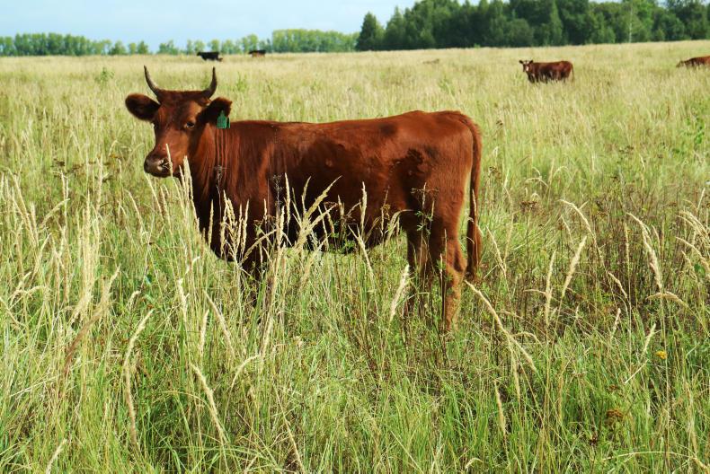 The accidental Russian beef tycoon from Alabama