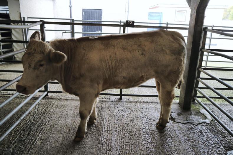 Beef: rising numbers falling prices