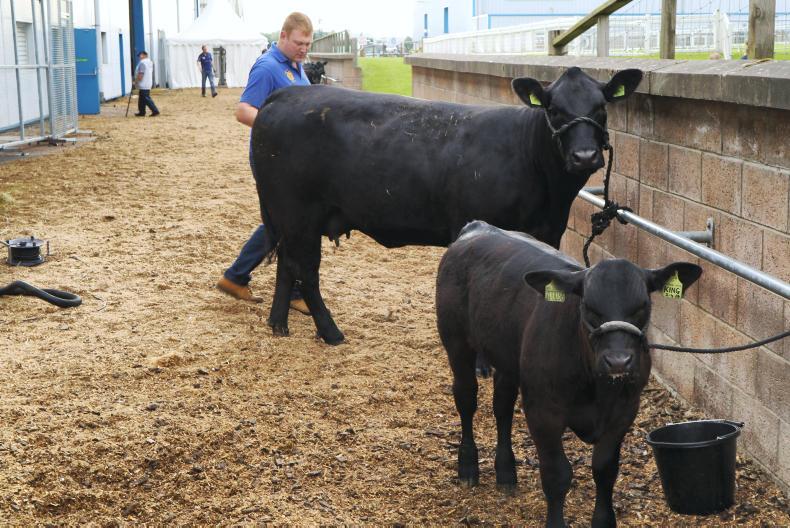 Angus premium slashed         