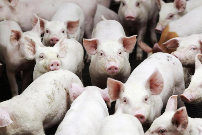 Is your pig business adequately insured?
