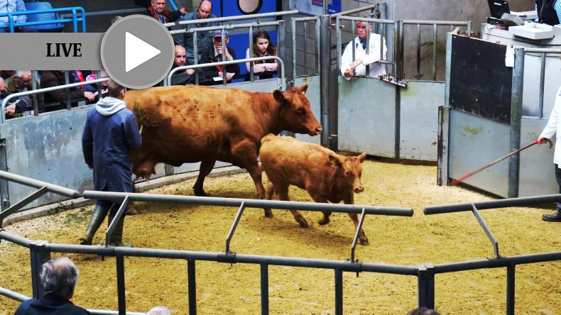 Watch: Farmers Journal Scotland livestock demo         