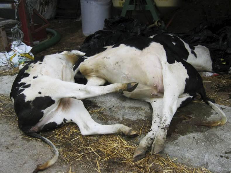 Blackleg: prognosis poor for majority of carriers