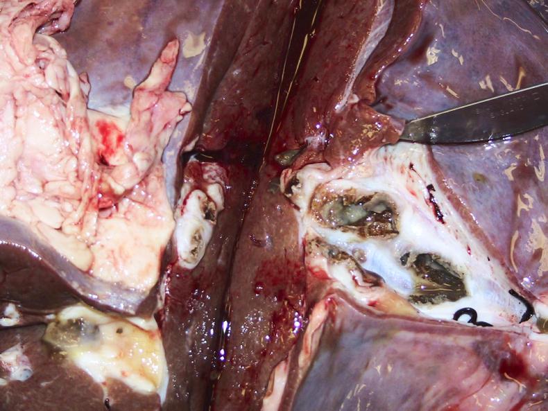 Black's disease: causes blood poisoning in animals which often leads to death 