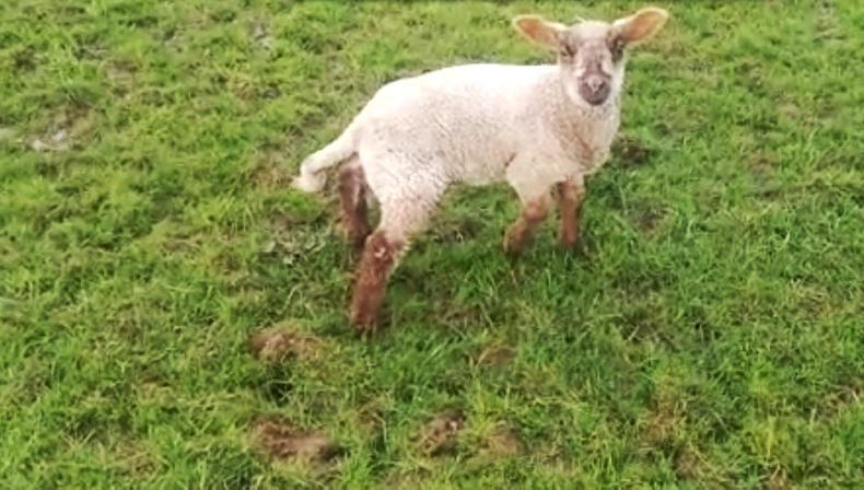 Joint ill/navel ill: infection in young calves and lambs blood stream