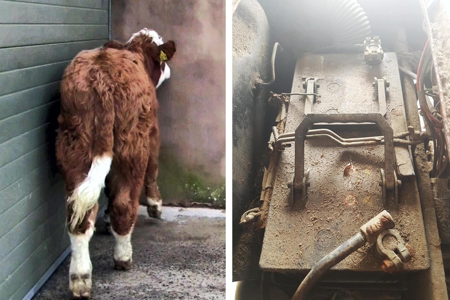 Lead poisoning most commonly diagnosed causes of fatal poisoning in