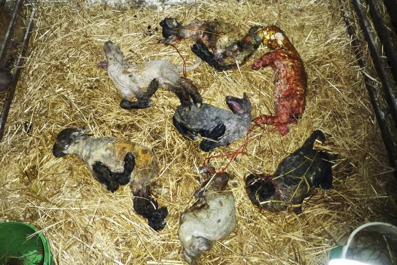 Schmallenberg virus: associated with the development of deformed foetuses