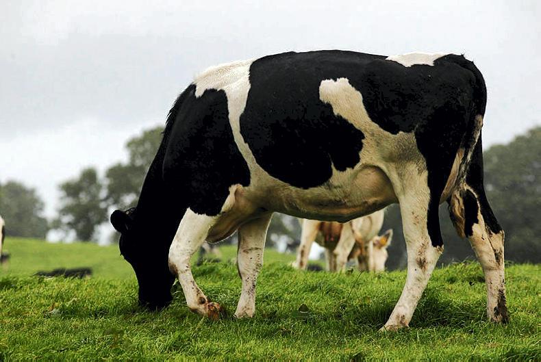 Bloat: accumulation of gases which leads to the distension of the rumen.