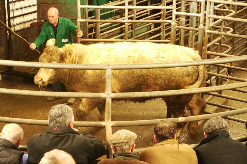 Strong demand holds the trade steady at Balla