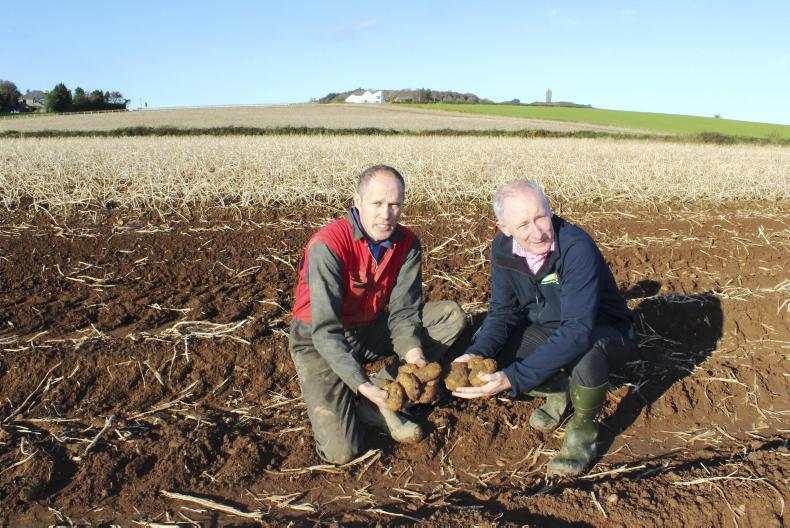Fair weather favours potato growers