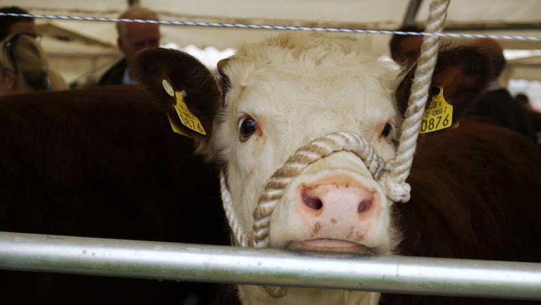 ABP and Hereford Prime still in partnership 