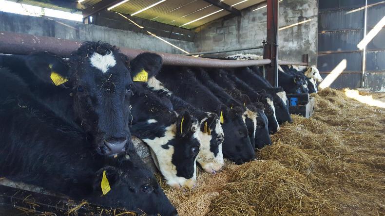 Watch: late grazing commences on Cavan Dairylink farm