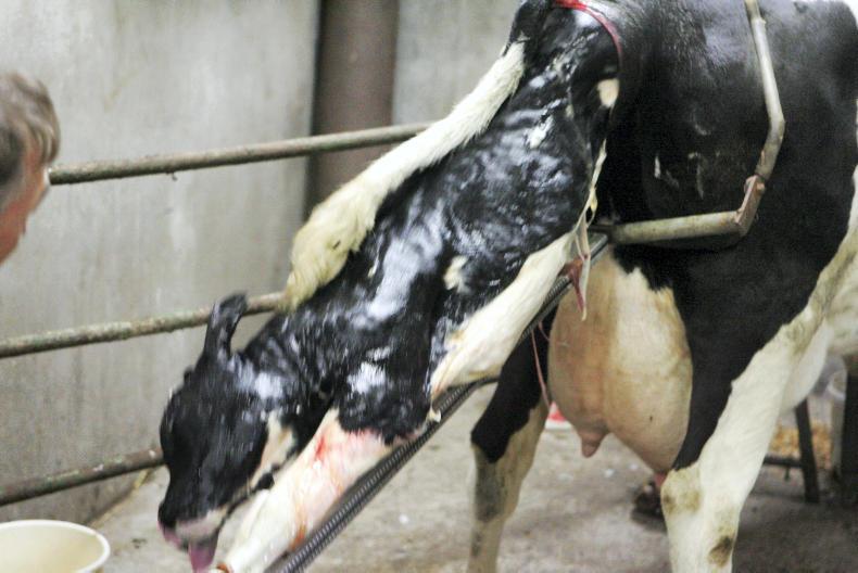 Winter milk: start, split, spread and slip
