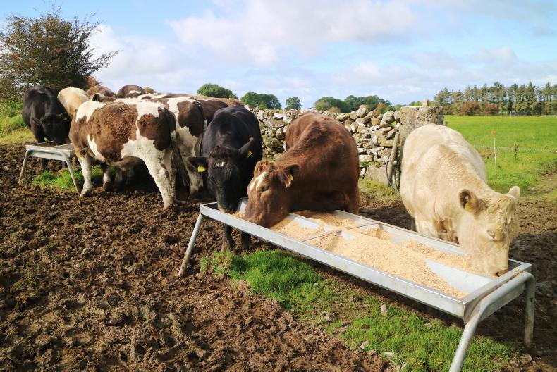 Beef kill rebounds after ex-hurricane Ophelia
