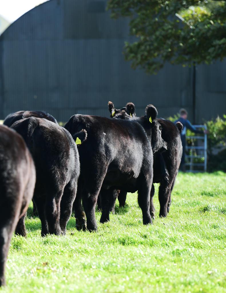 Portauns and Lisduff production sale tops €5,300
