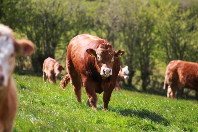 No change to €uro-Stars – ICBF