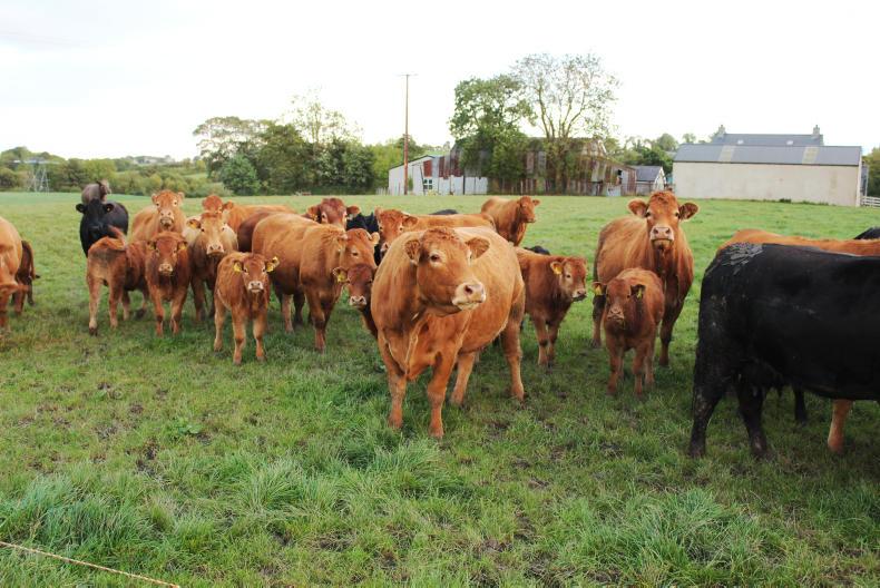 Feed prices holding as sales increase