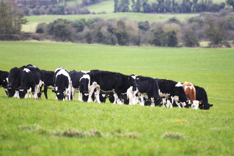 Great weather for winter grazing