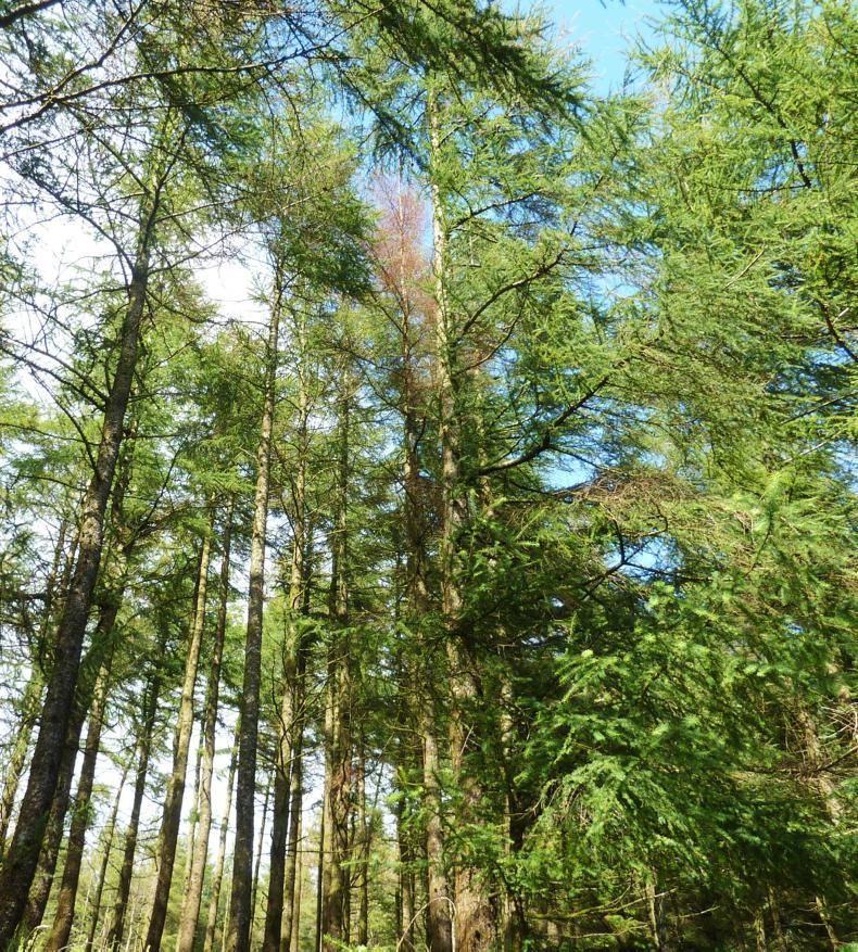 Farmers tell of crippling losses from ash dieback