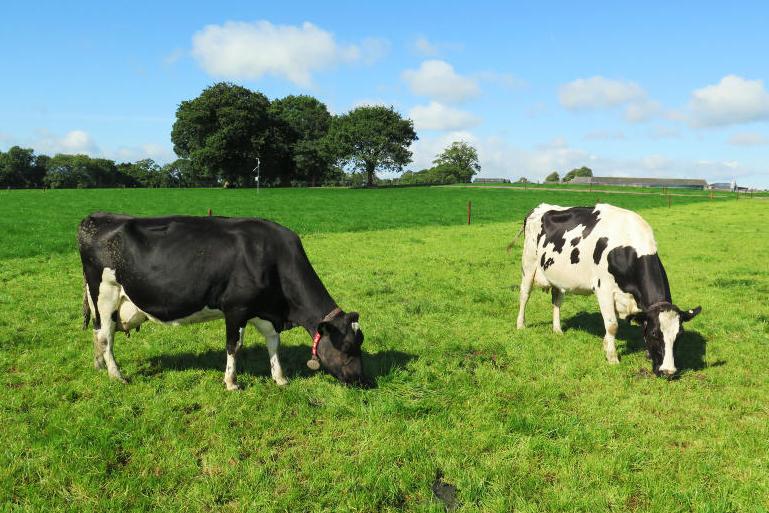 Dairy management: get out grazing as much as possible