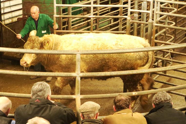 Positive cow trade continues          