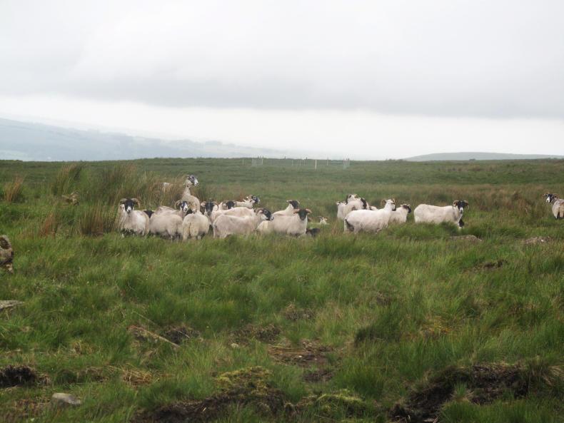 NI farmers turn their backs on EFS