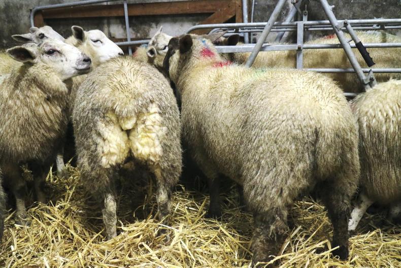 Factories undermining clean livestock policy for sheep

 