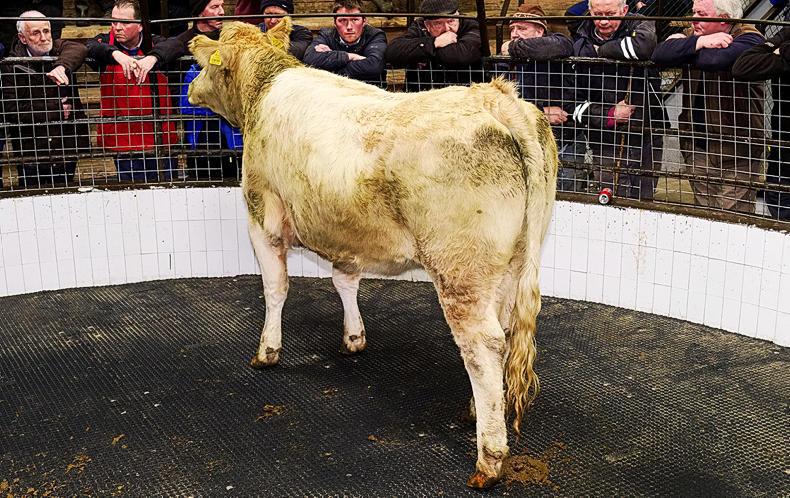 Charolais and Limousin cattle firm but dairy-cross demand eases