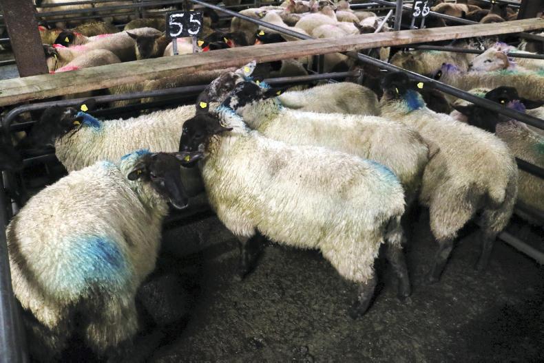 In pictures: best trade for Suffolk ewe lambs in Ballinasloe mart