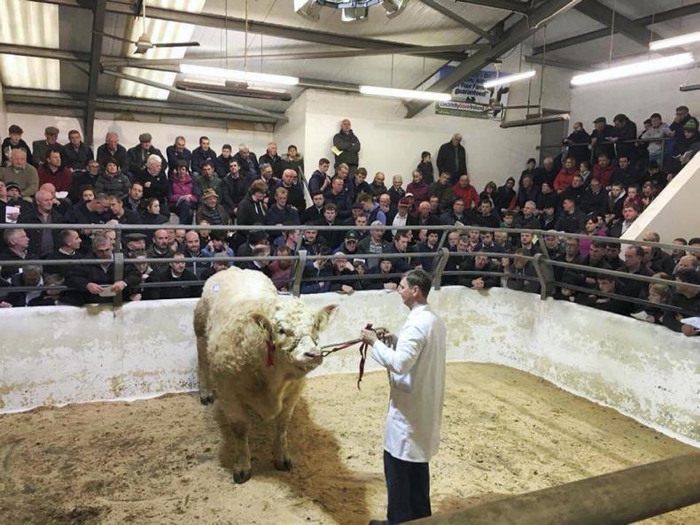 Charolais hit £8,000 twice in Dungannon