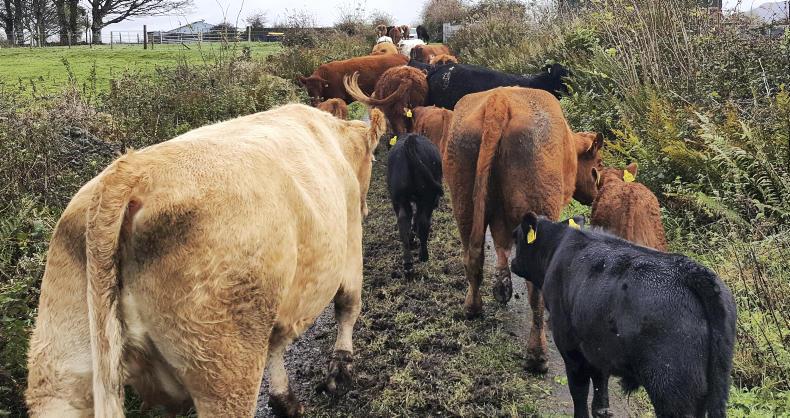 Farmer Writes: the challenges of autumn calving
