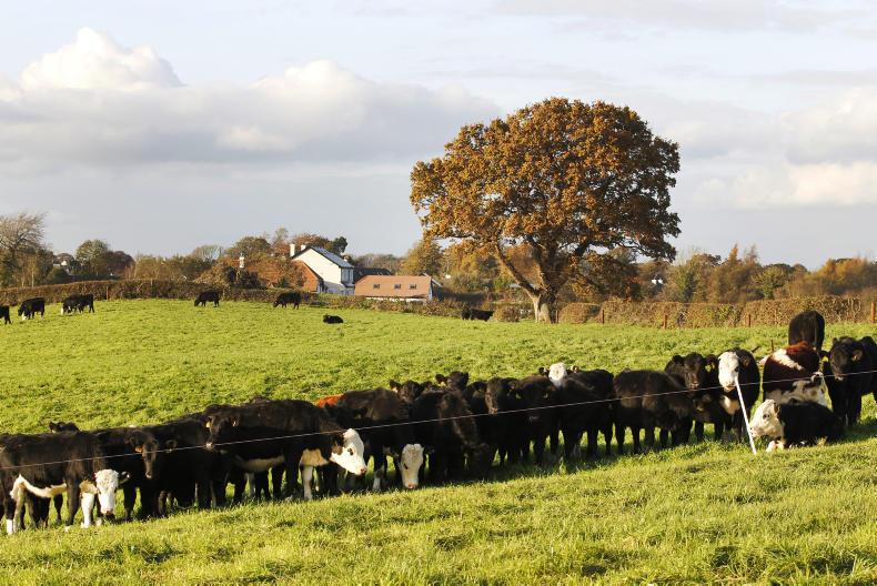 Watch: Tullamore Farm November update