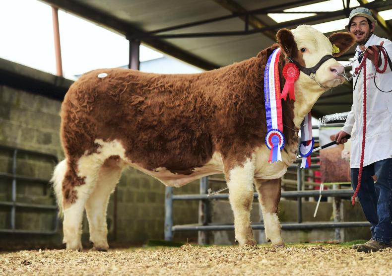 Three heifers hit five figures at Simmental premier