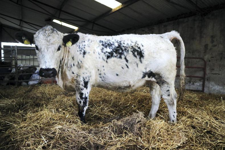 In pictures: organic farmer swaps Simmental for Speckle Park 