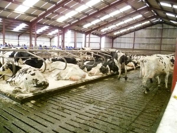 Greater focus coming on animal welfare 