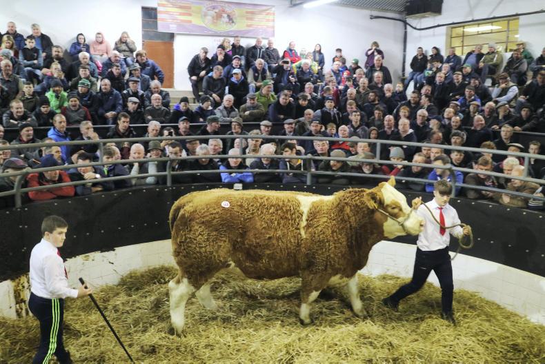 Watch: top of €4,200 at Elphin Mart special in-calf sale