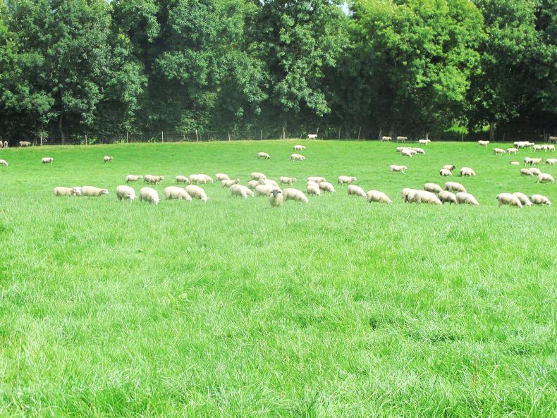 Farmer Writes: calculating what the factory really pays for lamb