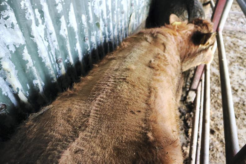 How to: clip the backs of cattle