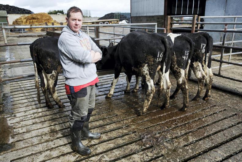 Testing confirms udderless cows had no mammary tissue